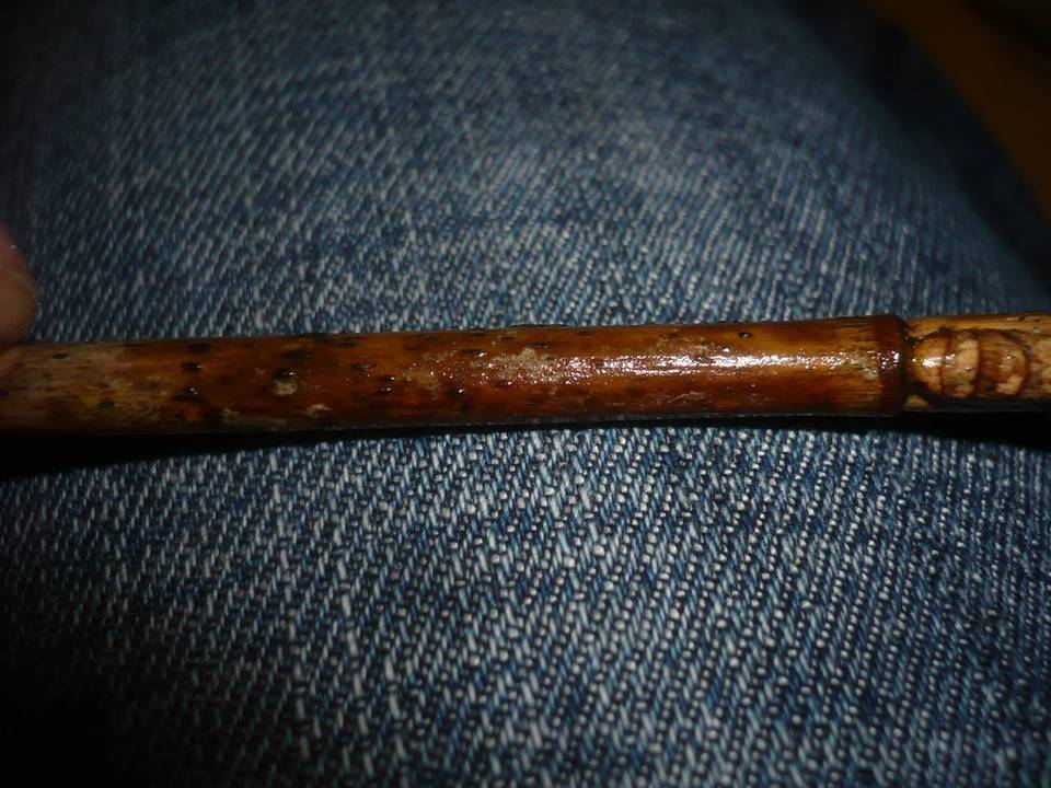 Acanthobasidium delicatum image