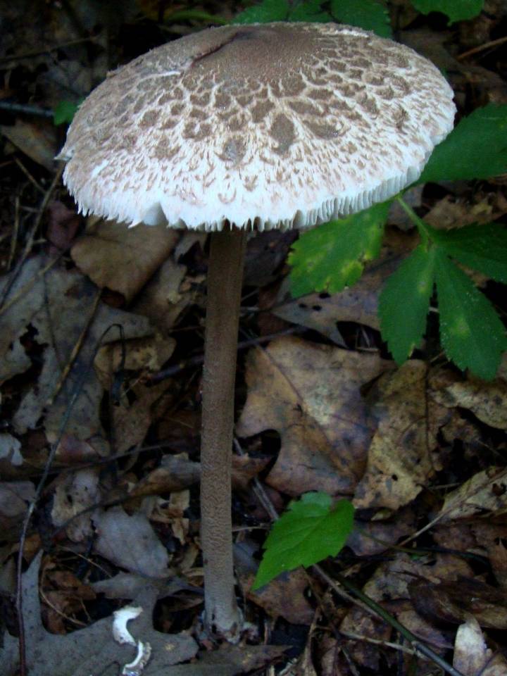 Macrolepiota prominens image