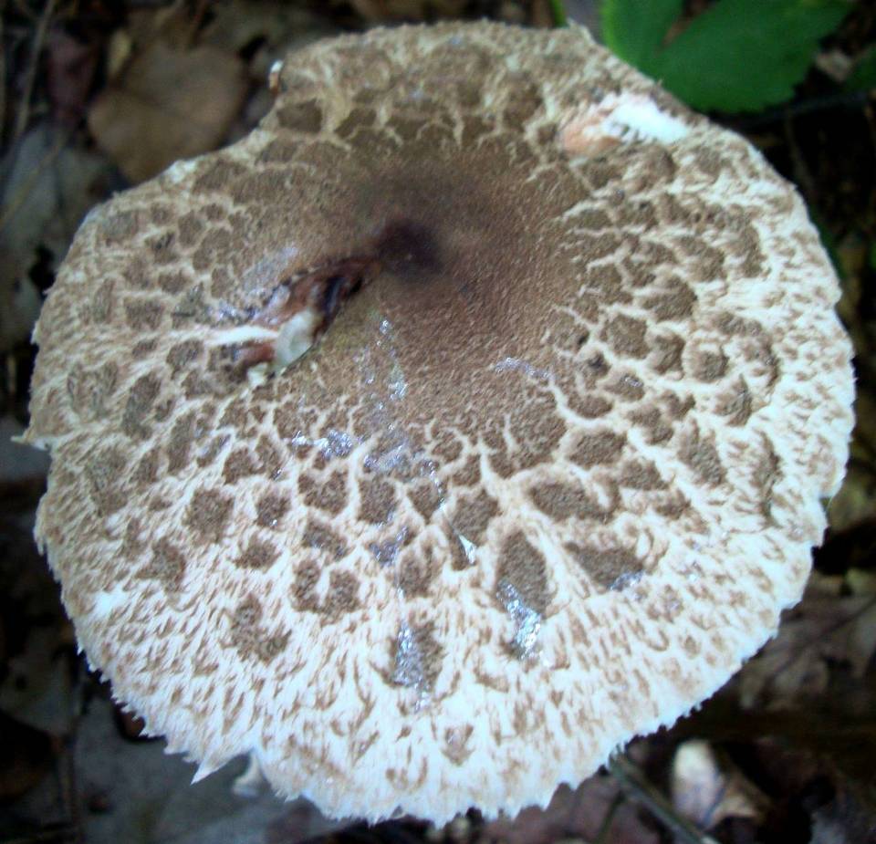Macrolepiota prominens image