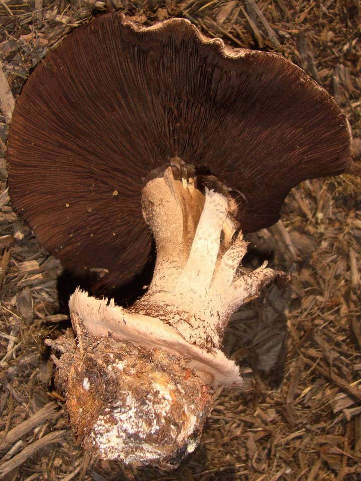 Agaricus pequinii image
