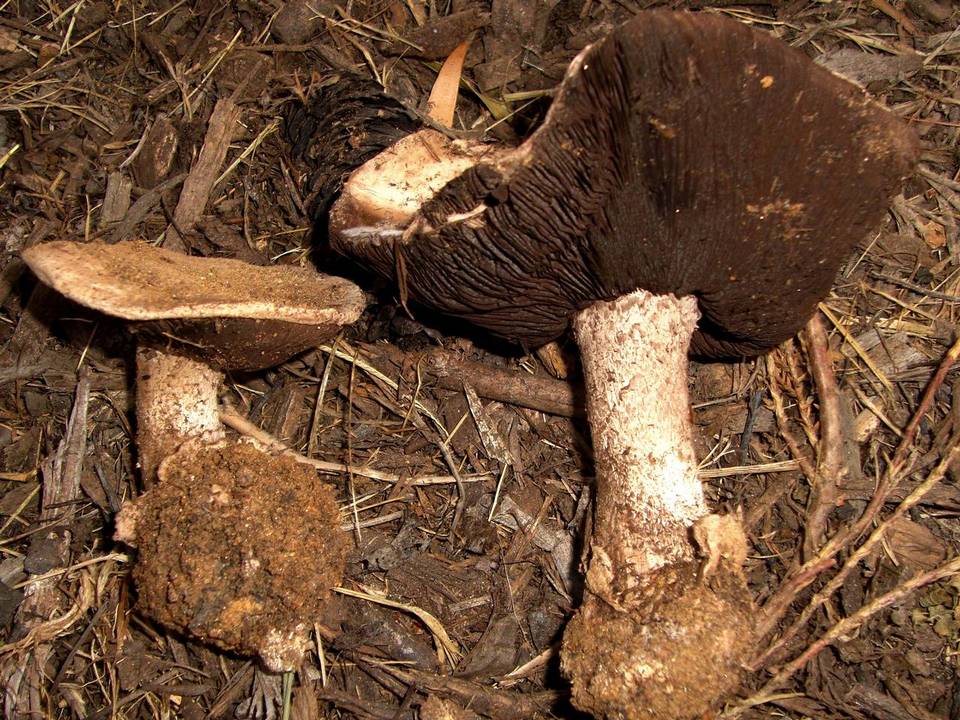 Agaricus pequinii image
