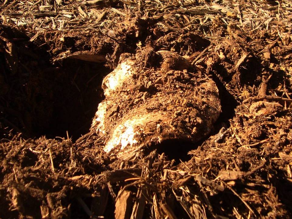 Agaricus pequinii image
