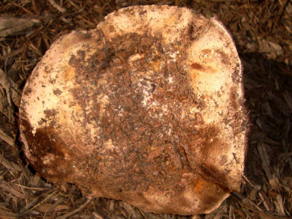 Agaricus pequinii image