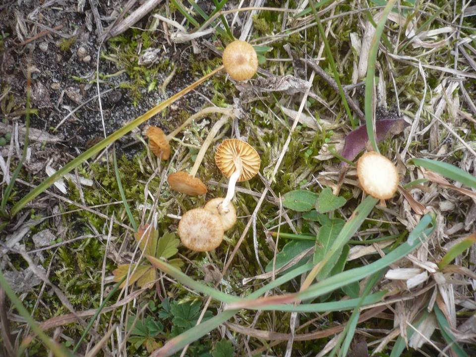 Agrocybe pusiola image