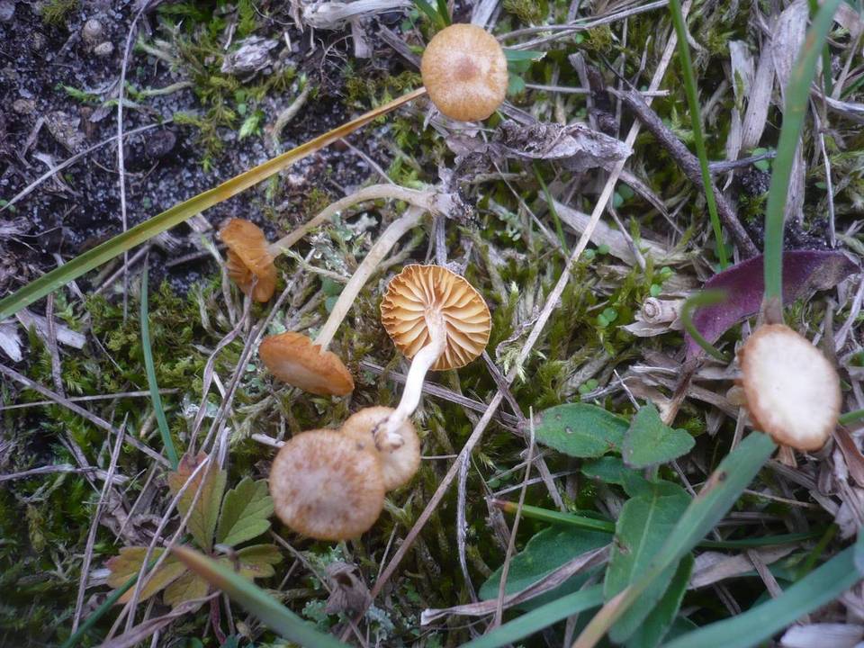 Agrocybe pusiola image