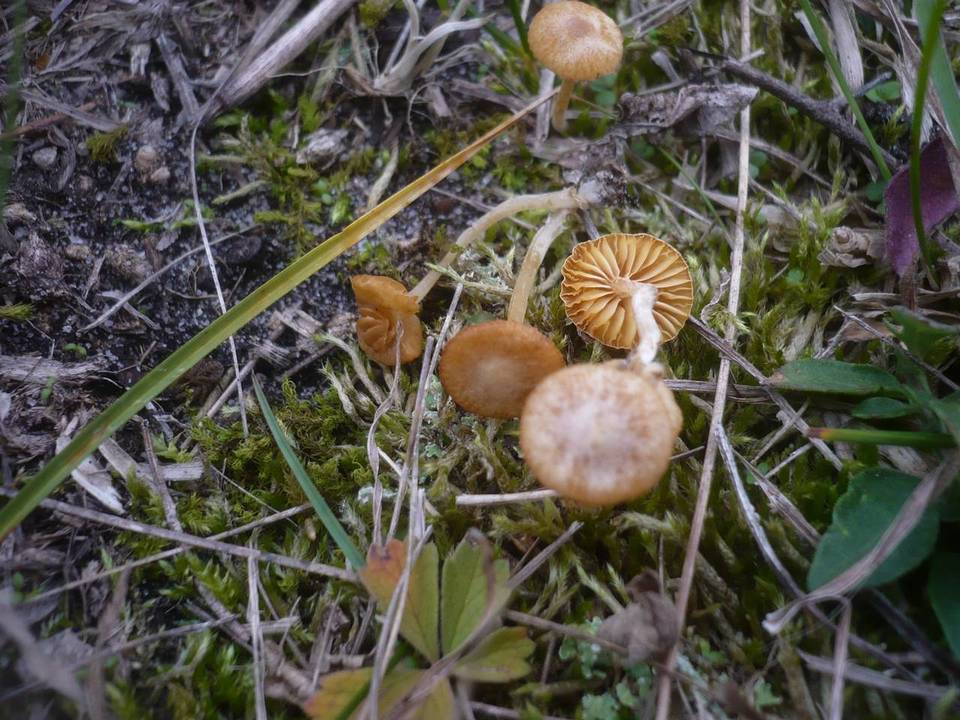 Agrocybe pusiola image