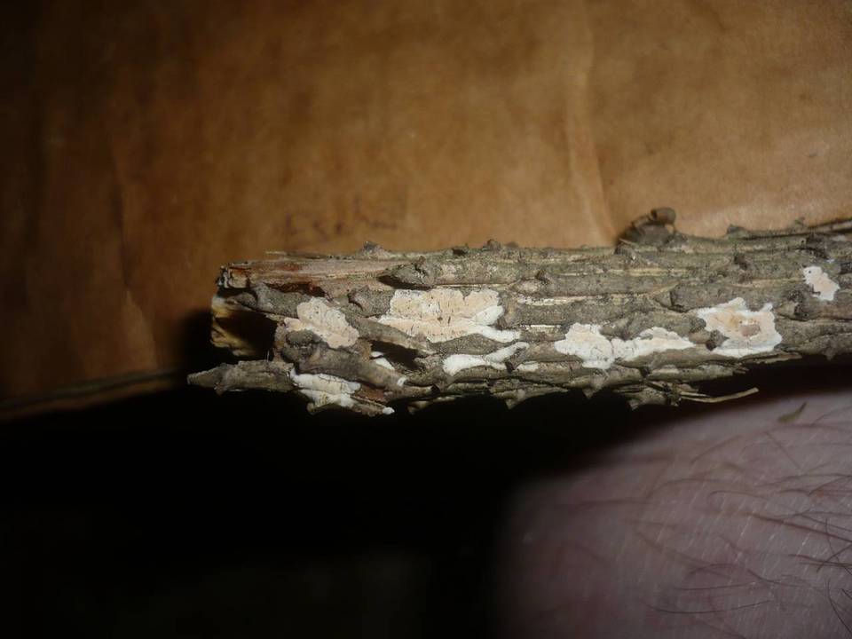 Aleurodiscus aurantius image