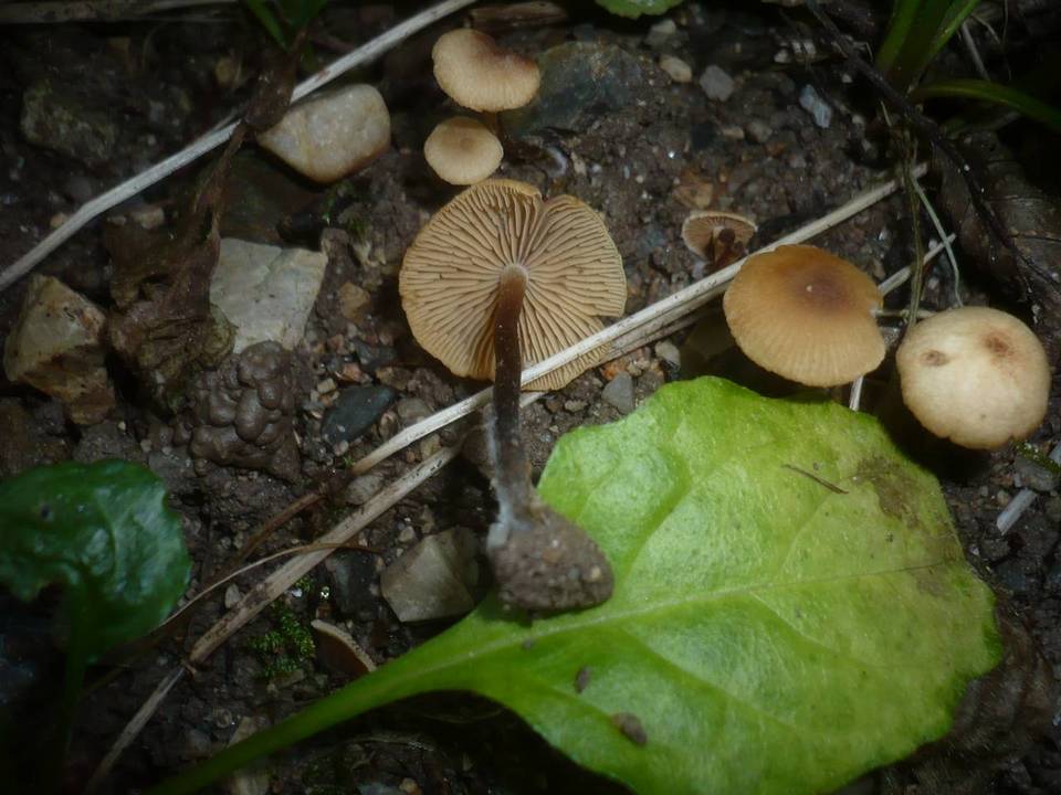 Naucoria subconspersa image