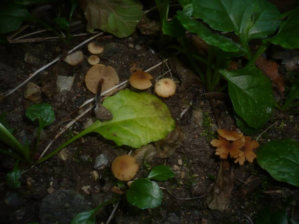 Naucoria subconspersa image