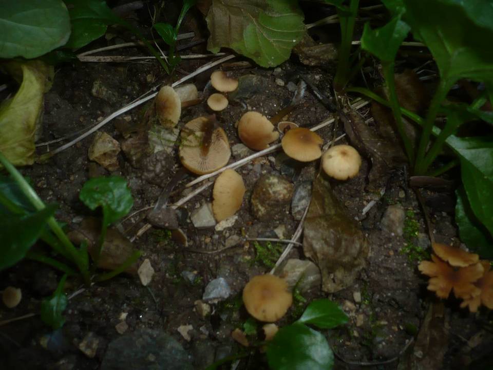 Naucoria subconspersa image