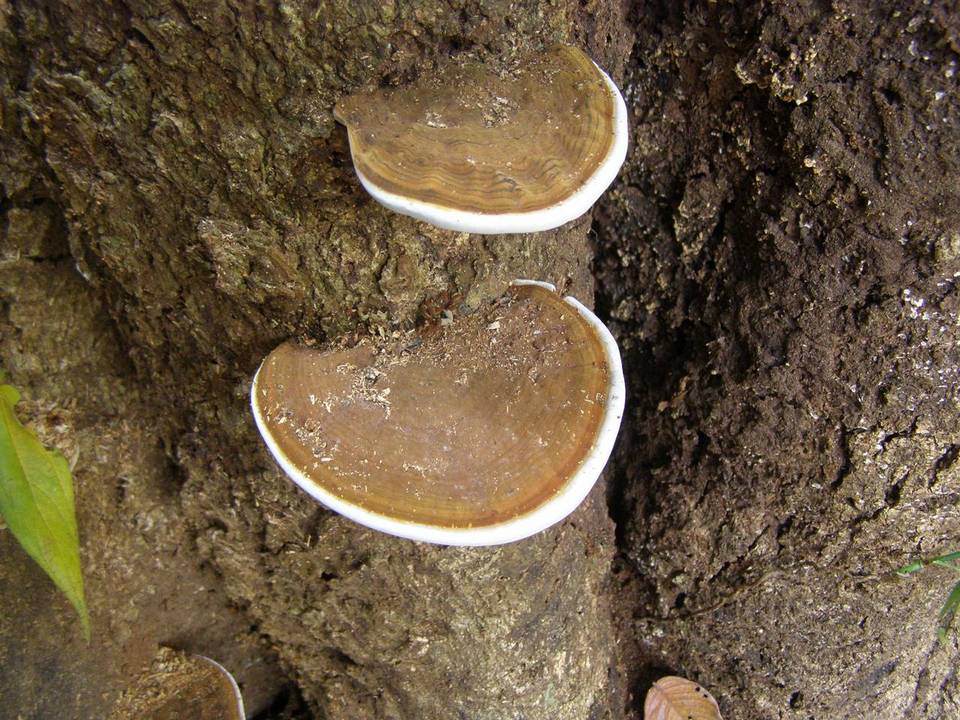 Ganoderma testaceum image