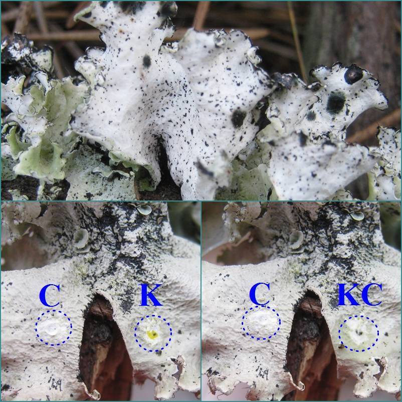 Parmotrema hypoleucinum image