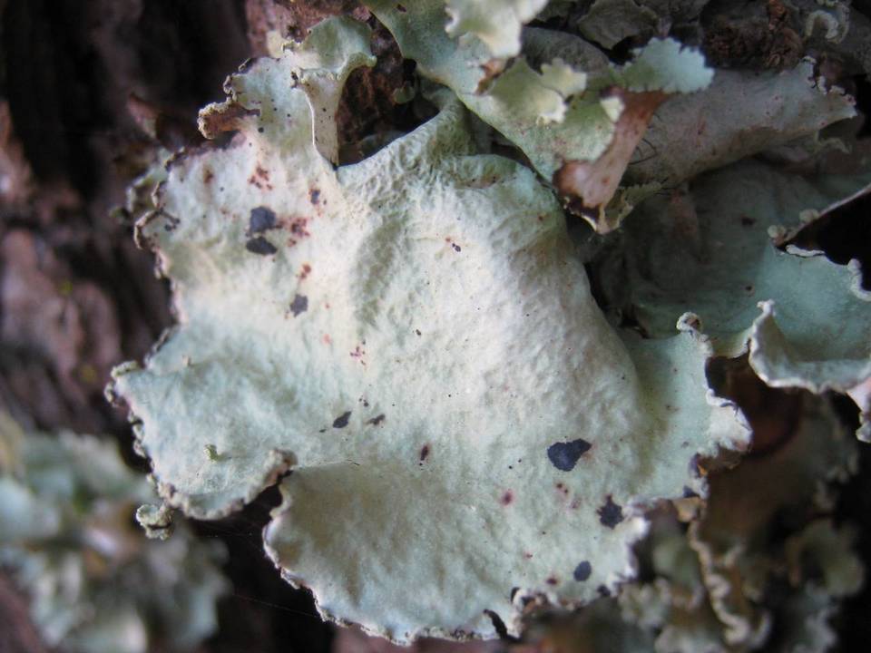 Parmotrema hypoleucinum image