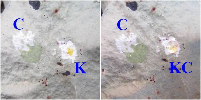 Parmotrema hypoleucinum image