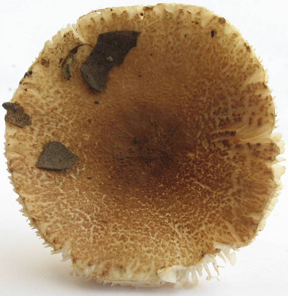 Lepiota spheniscispora image