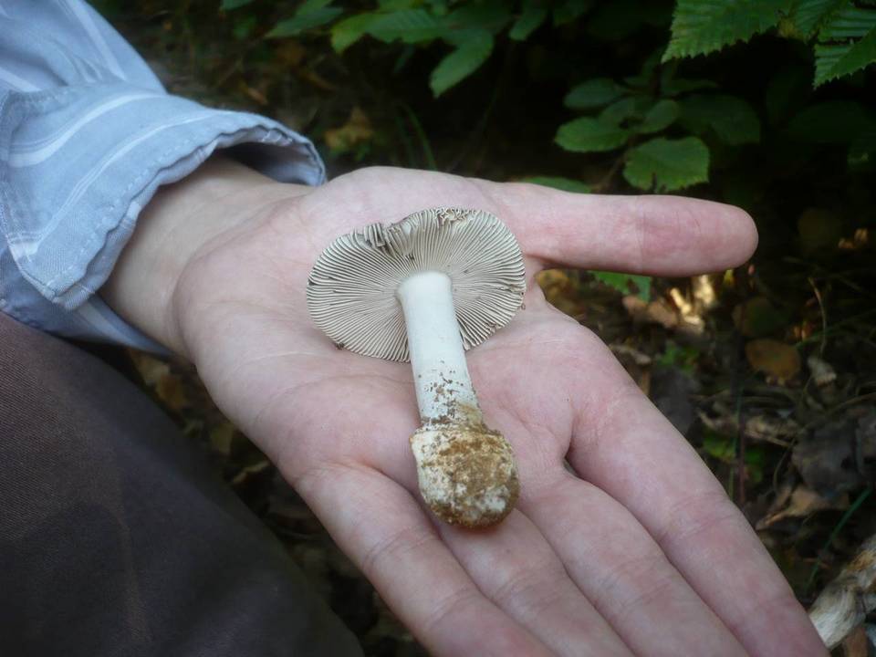 Amanita argentea image