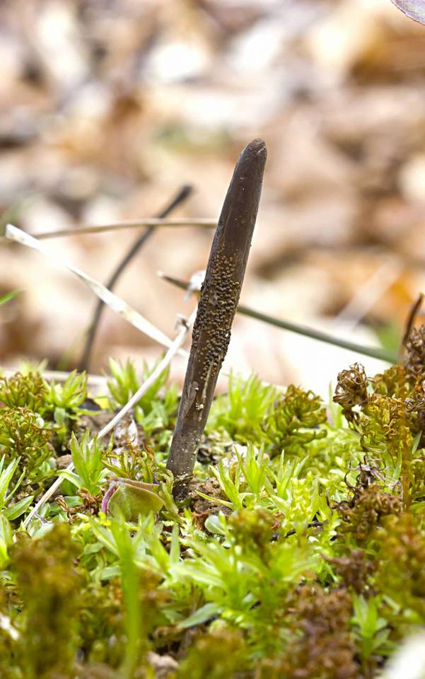 Ophiocordyceps ravenelii image