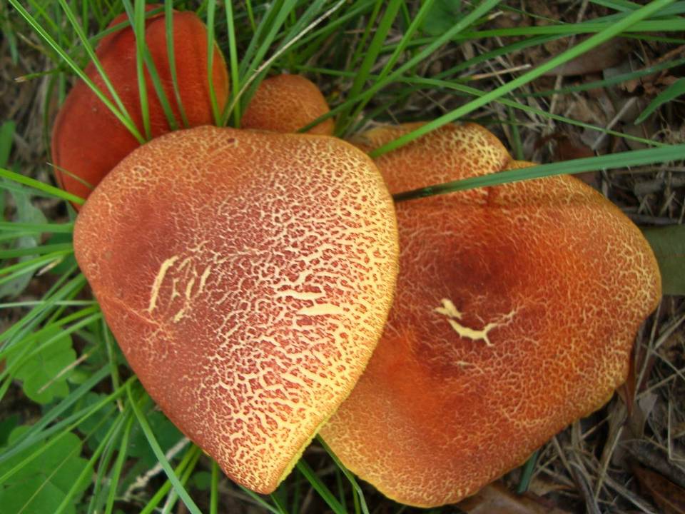 Hortiboletus image