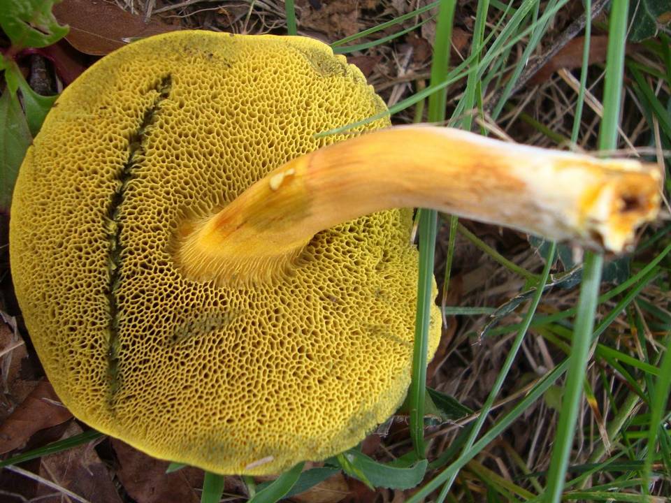Hortiboletus image