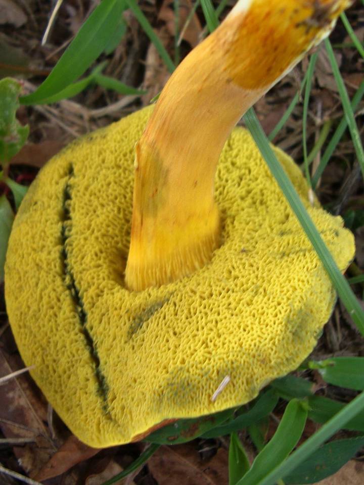 Hortiboletus campestris image