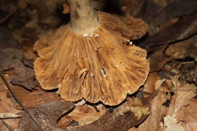 Lactarius marylandicus image