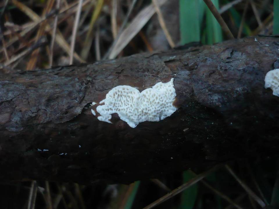 Antrodia ramentacea image