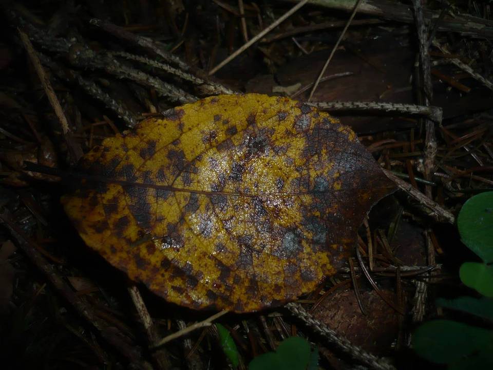 Asteroma salicis image