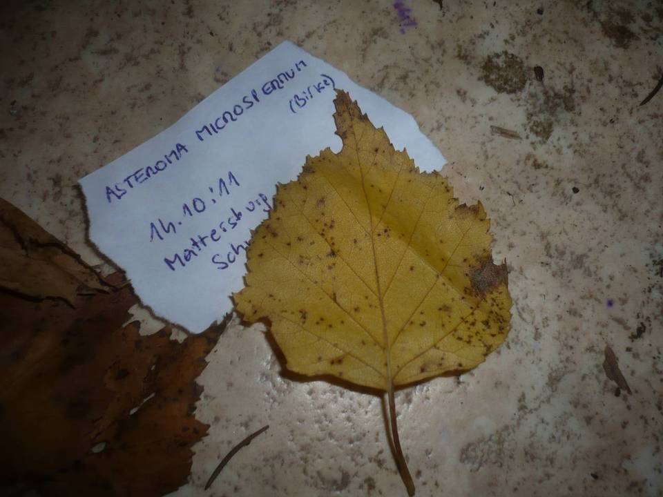 Asteroma microspermum image