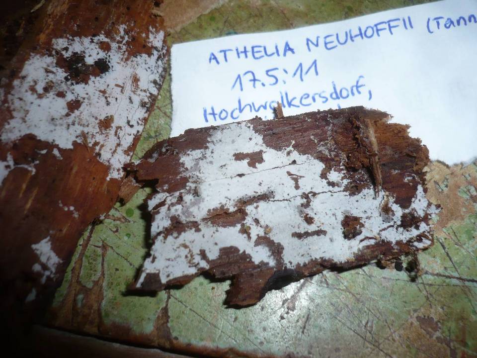 Athelia neuhoffii image