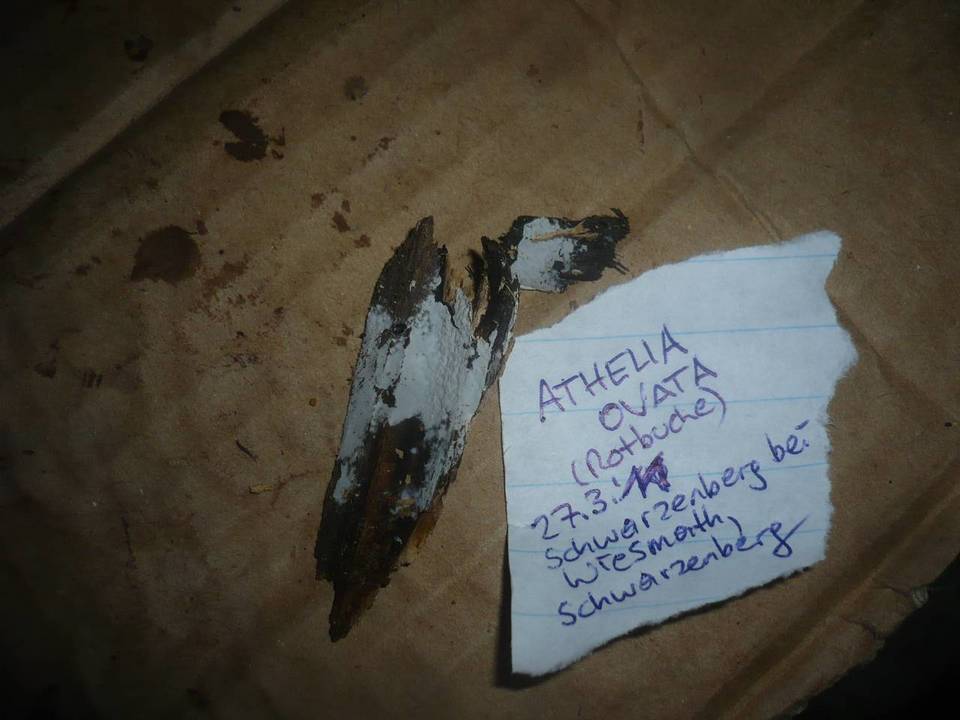 Athelia ovata image