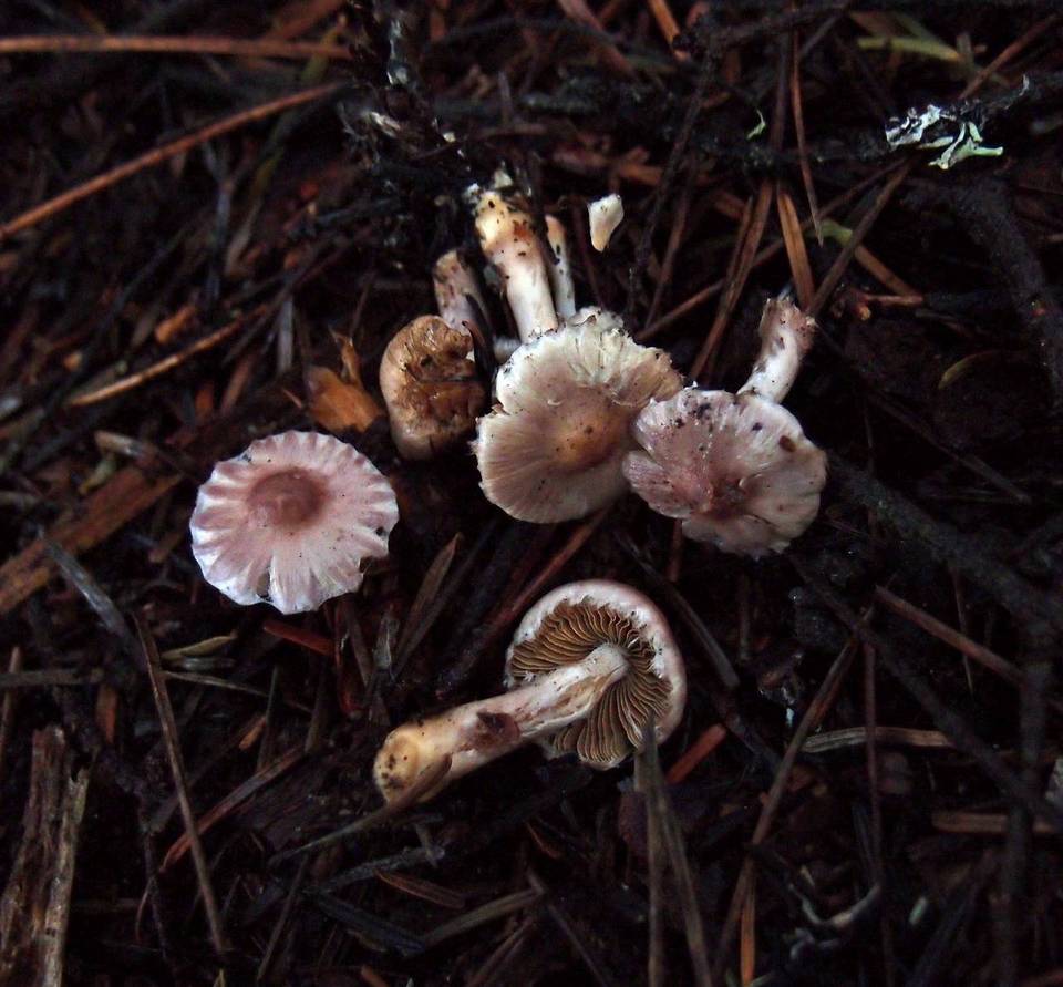 Inocybe ionocephala image