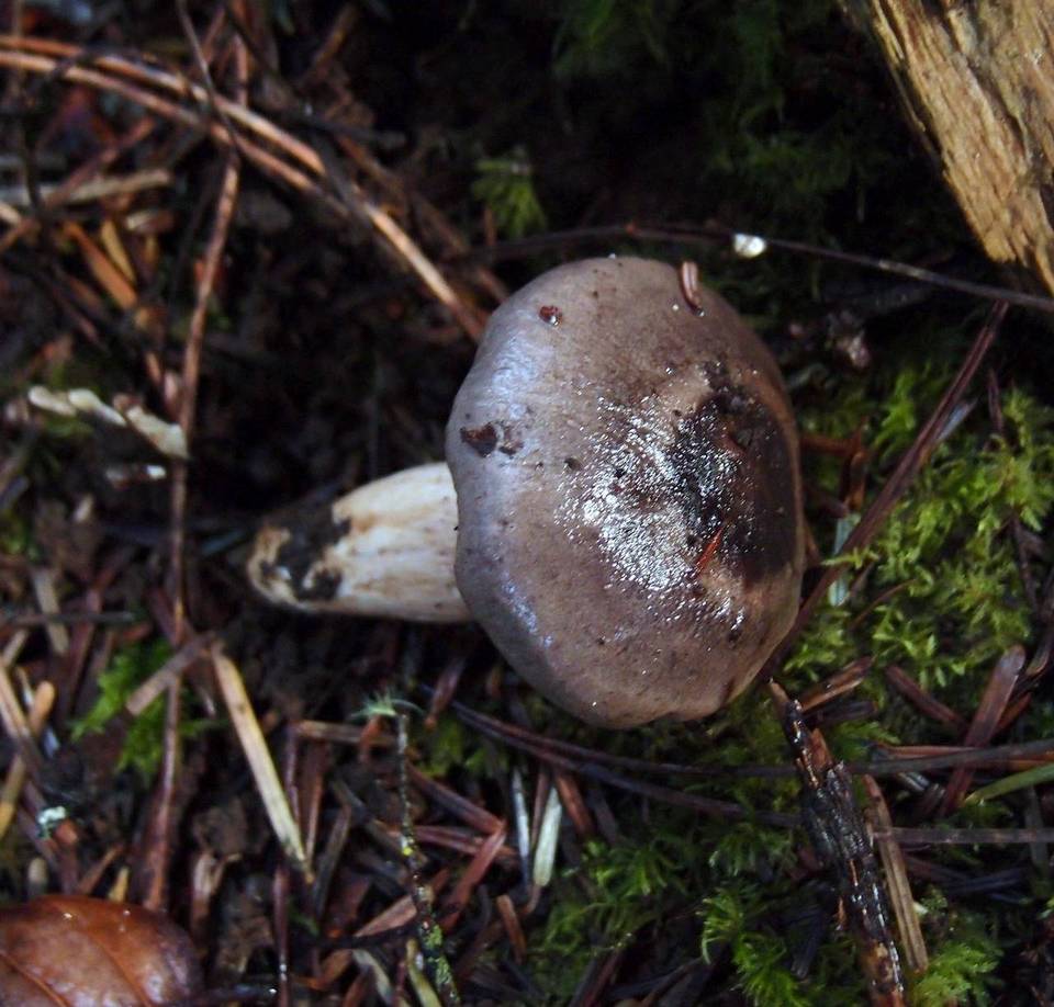 Lactarius kauffmanii image