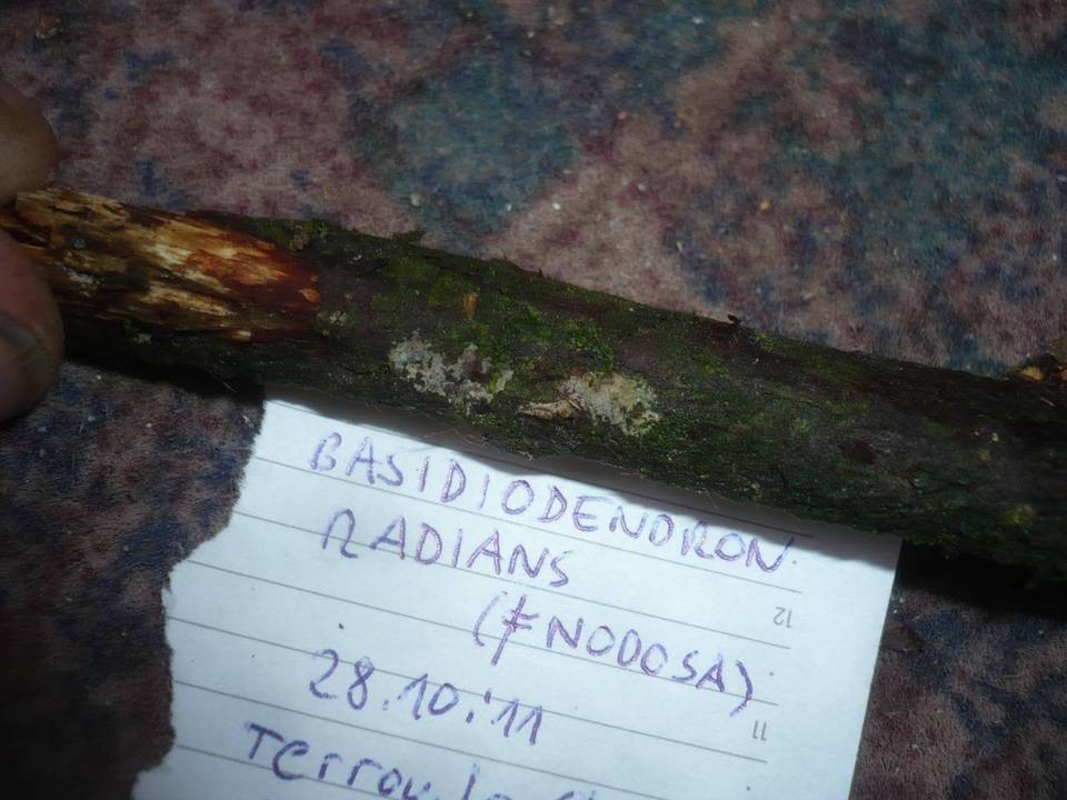 Basidiodendron radians image