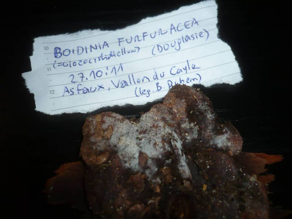 Boidinia image