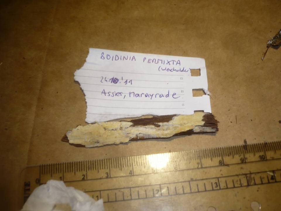Boidinia permixta image