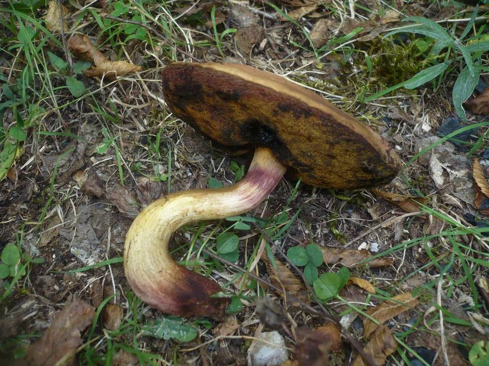 Boletus queletii image