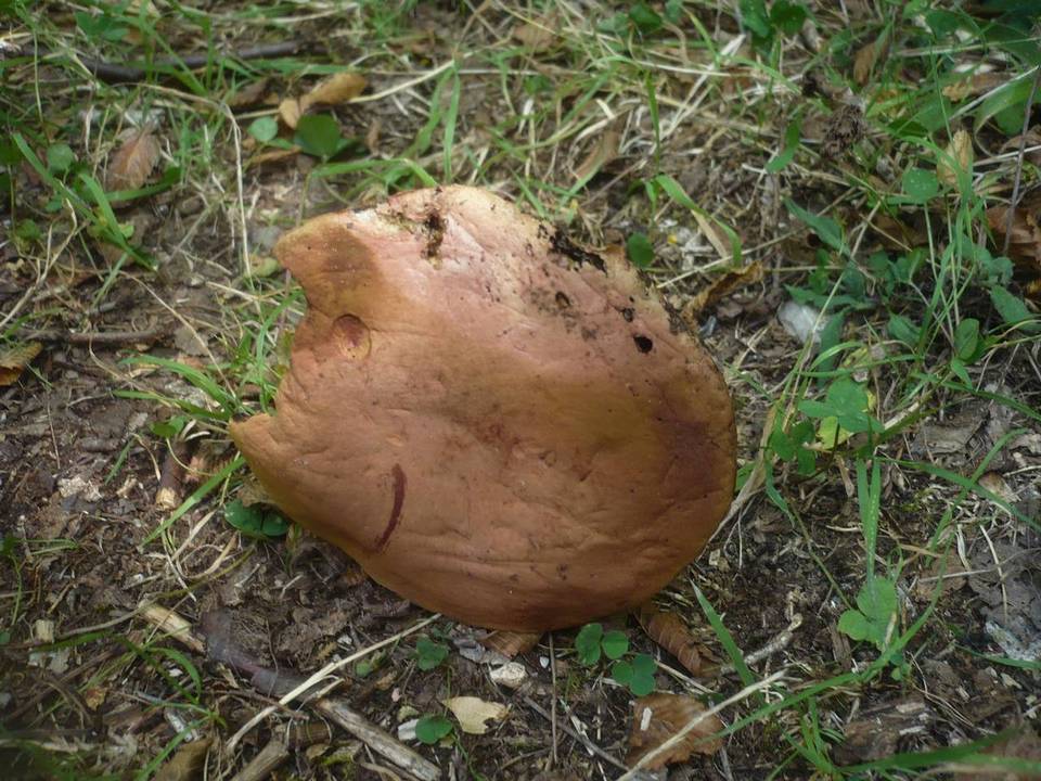 Boletus queletii image