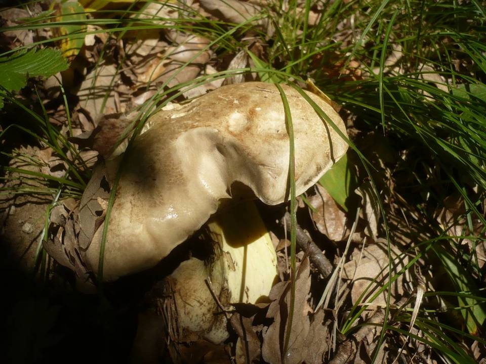 Boletus radicans image
