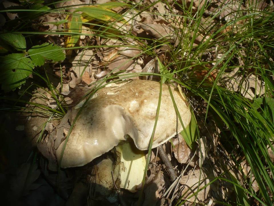 Boletus radicans image