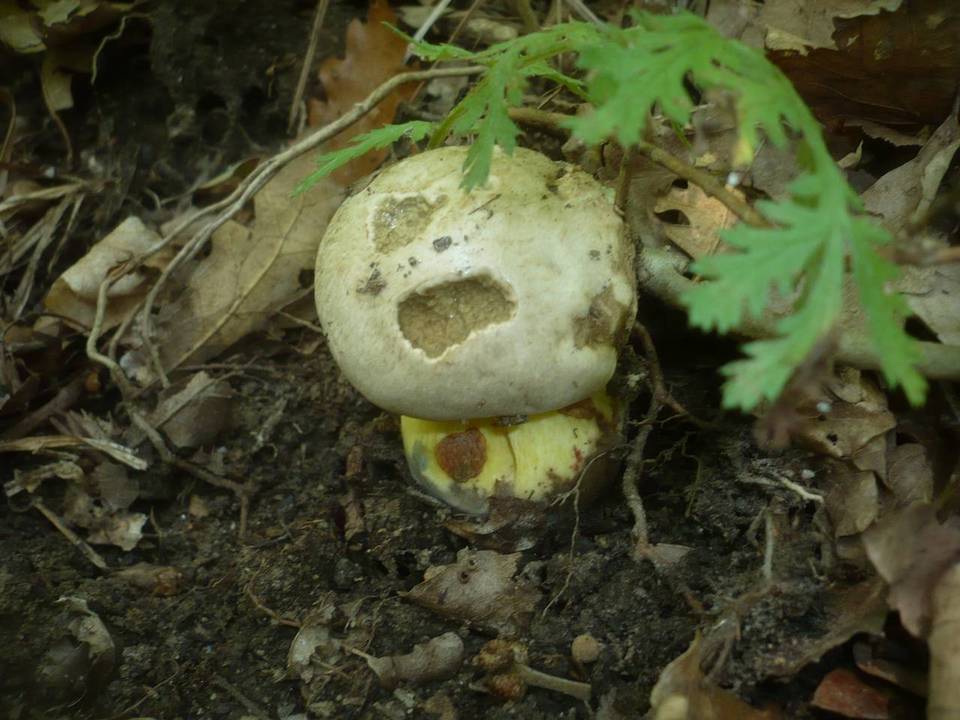 Boletus radicans image