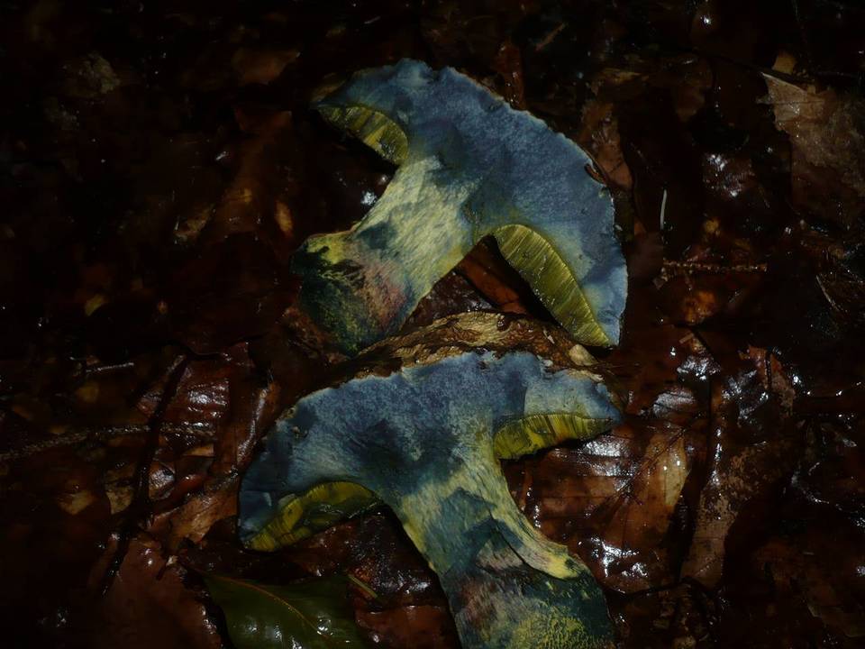 Boletus torosus image