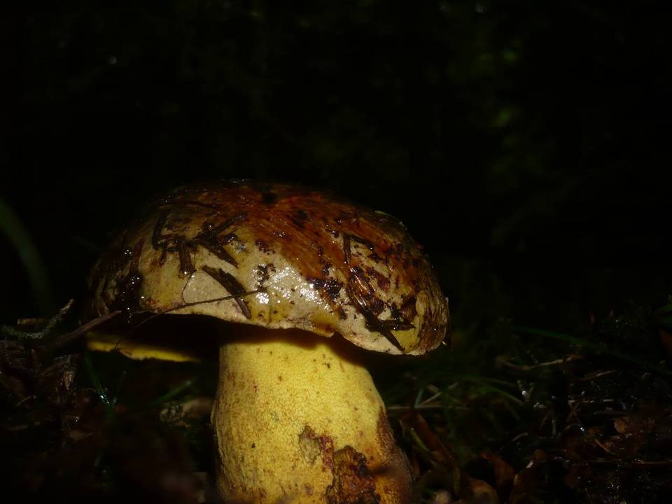 Boletus torosus image