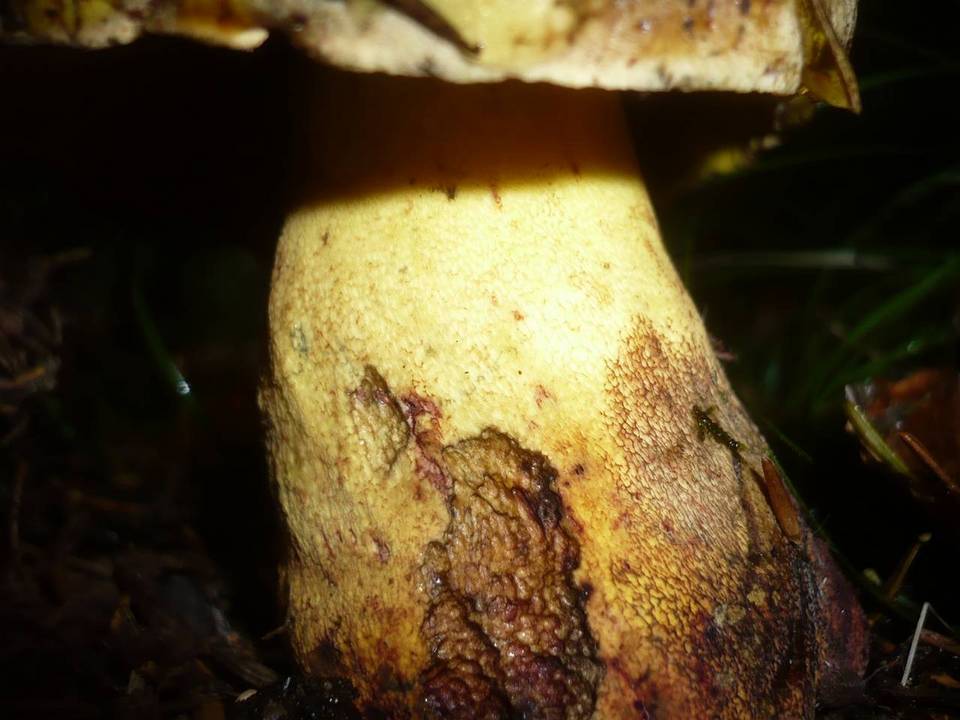 Boletus torosus image