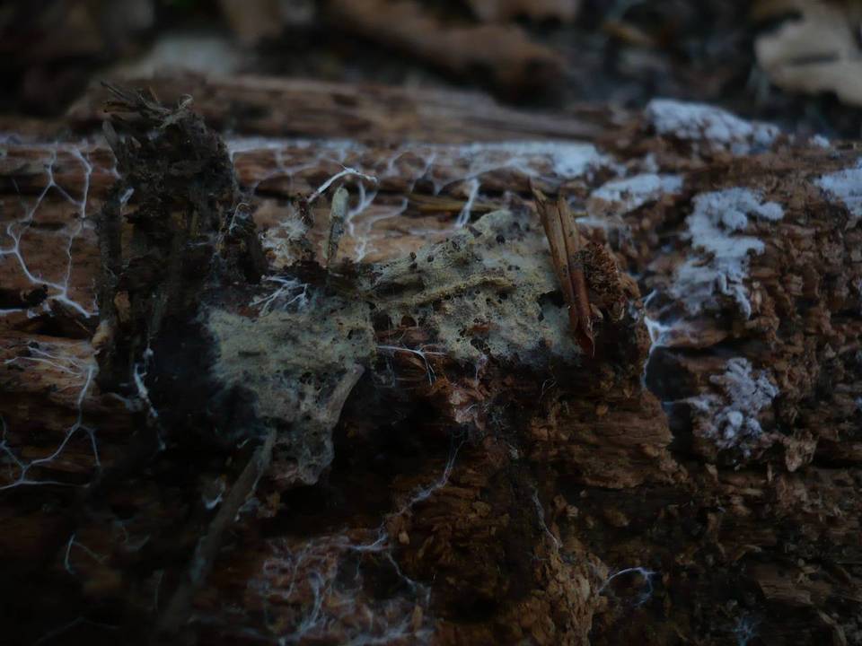Botryobasidium candicans image