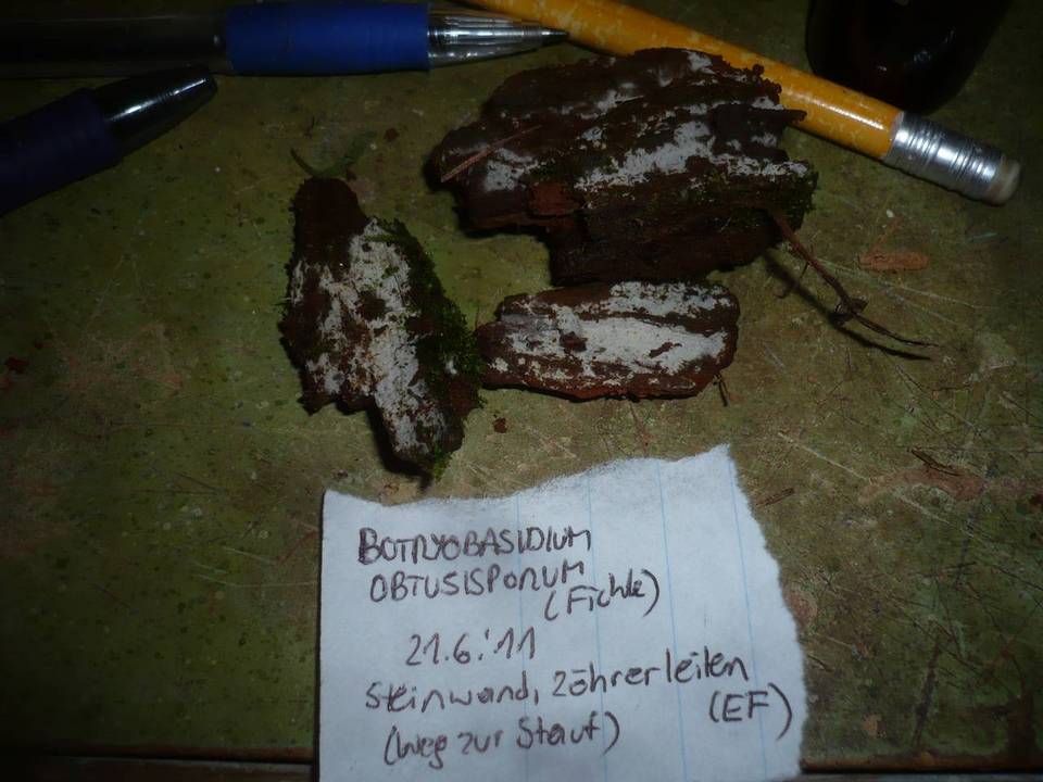 Botryobasidiaceae image