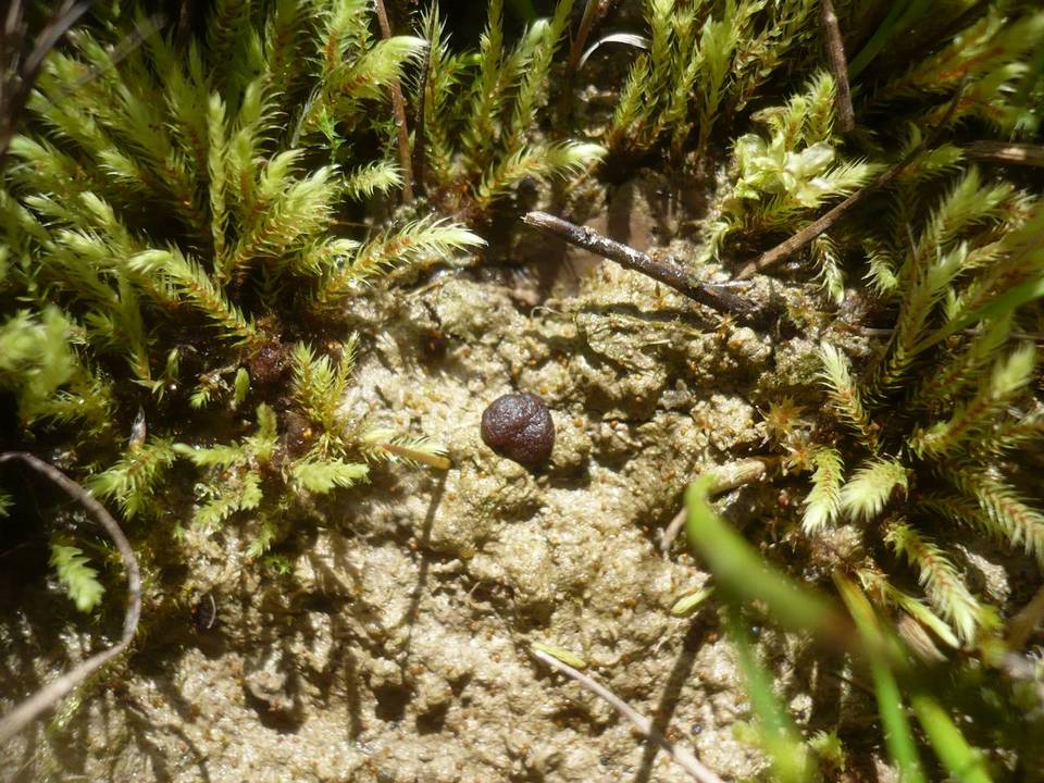 Boudiera tracheia image