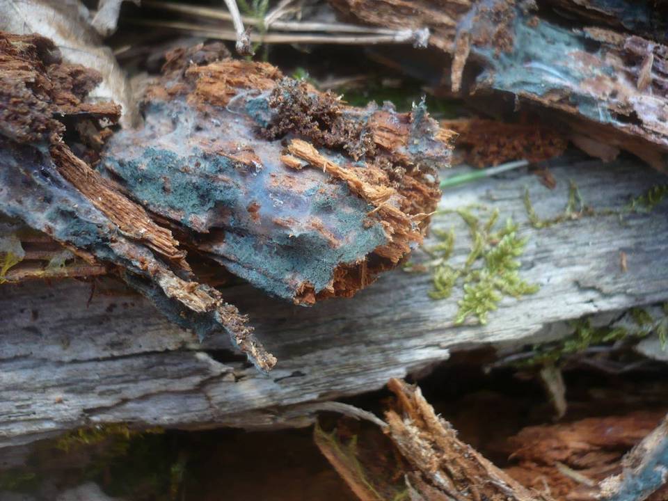 Byssocorticium pulchrum image