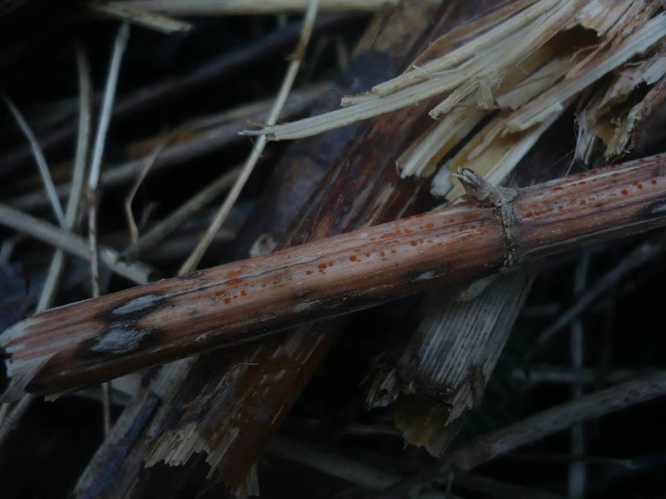 Calloria neglecta image
