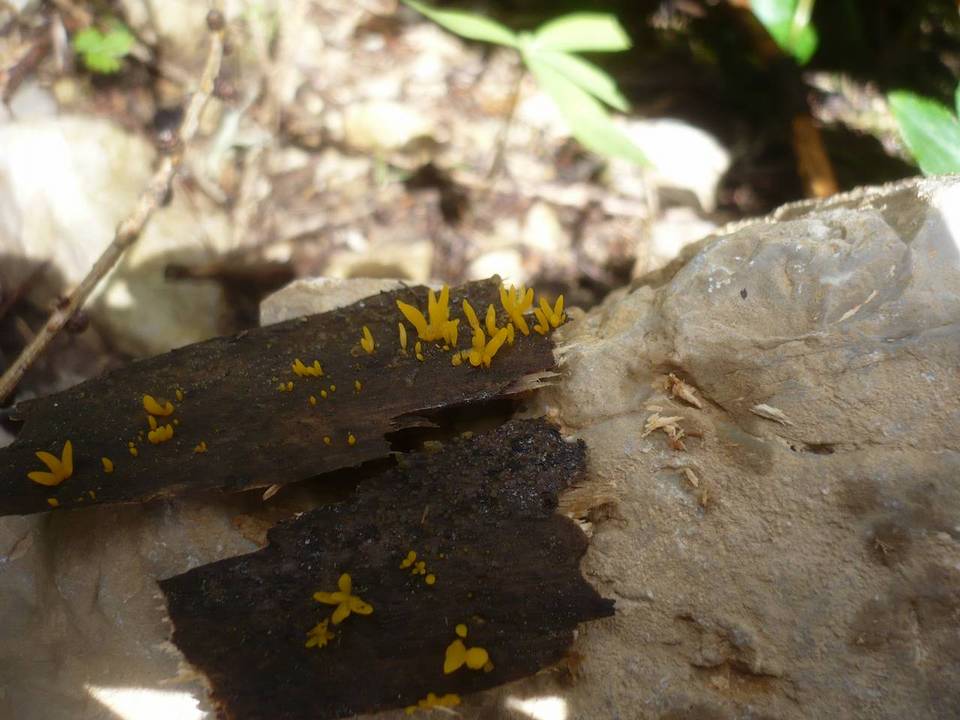Calocera furcata image