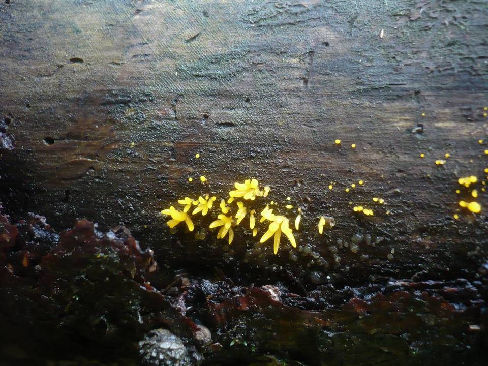 Calocera furcata image